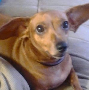 Meet your Posher, Joanne